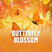 Jogo Butterfly Blossom GANHEI.BET - apostas em tempo real com ganhos multiplicados